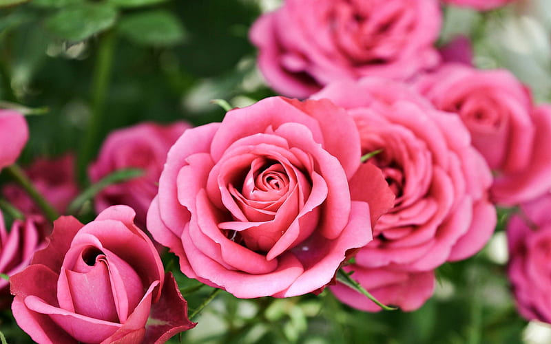 pink roses, close-up, rosebush, pink flowers, roses, HD wallpaper