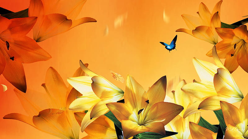 Gilded Lily, fall, orange, lilies, yellow, firefox persona, blue butterfly, floral, summer, flowers, petals, HD wallpaper