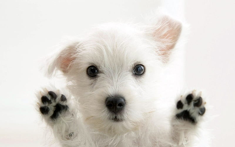 Very cute little dog-Animal World Series, HD wallpaper