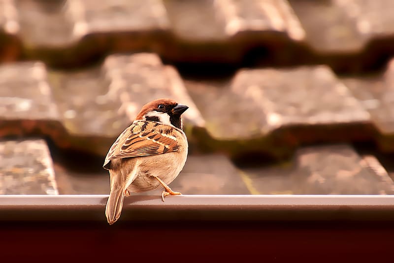 Birds, Sparrow, HD wallpaper