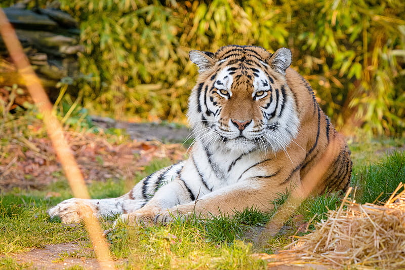 tiger, predator, animal, stripes, HD wallpaper