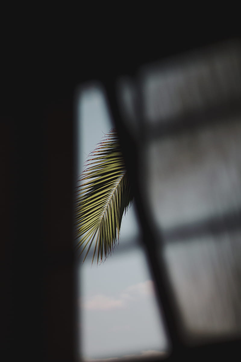green palm plant near window, HD phone wallpaper