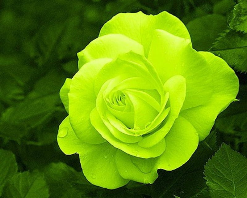 Green Rose, flower, rose, green, bloom, HD wallpaper | Peakpx