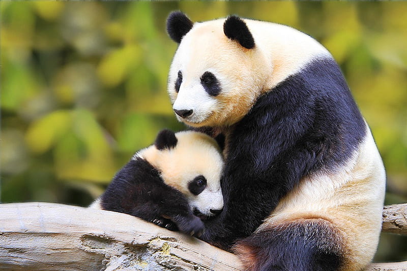 Momma Panda & Baby, panda, wildlife, baby, animals, HD wallpaper