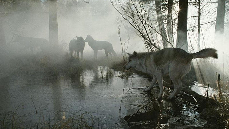 forest wolves friendship, quotes, pack, dog, lobo, arctic, maned wolf nature, black, abstract, winter, timber, snow, wolf , wolfrunning, wolf, white, lone wolf, howling, wild animal black, howl, canine, wolf pack, solitude, gris, the pack, mythical, majestic, wisdom beautiful, spirit, canis lupus, grey wolf, wolves, HD wallpaper