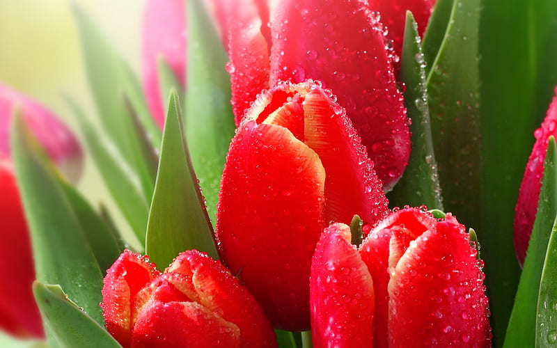 2K free download | Red tulips, close-up, bokeh, spring flowers, bouquet ...