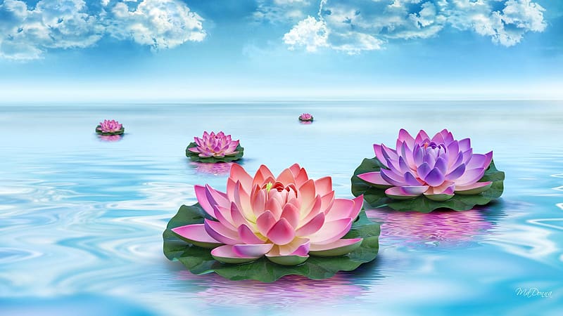 Fantasy, Horizon, Flower, Colors, Artistic, Water Lily, Purple Flower, HD wallpaper