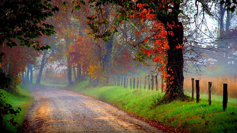Country road in morning fog, fence, autumn, grass, morning, road, trees ...