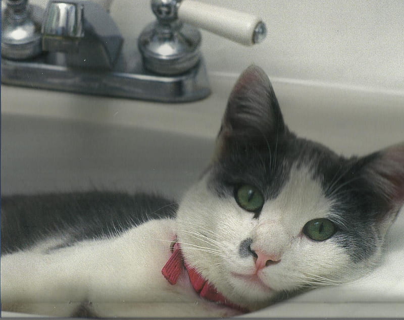 A cat in the bathroom sink, bathroom sink, cute, paws, feline, green eyes, cat, HD wallpaper