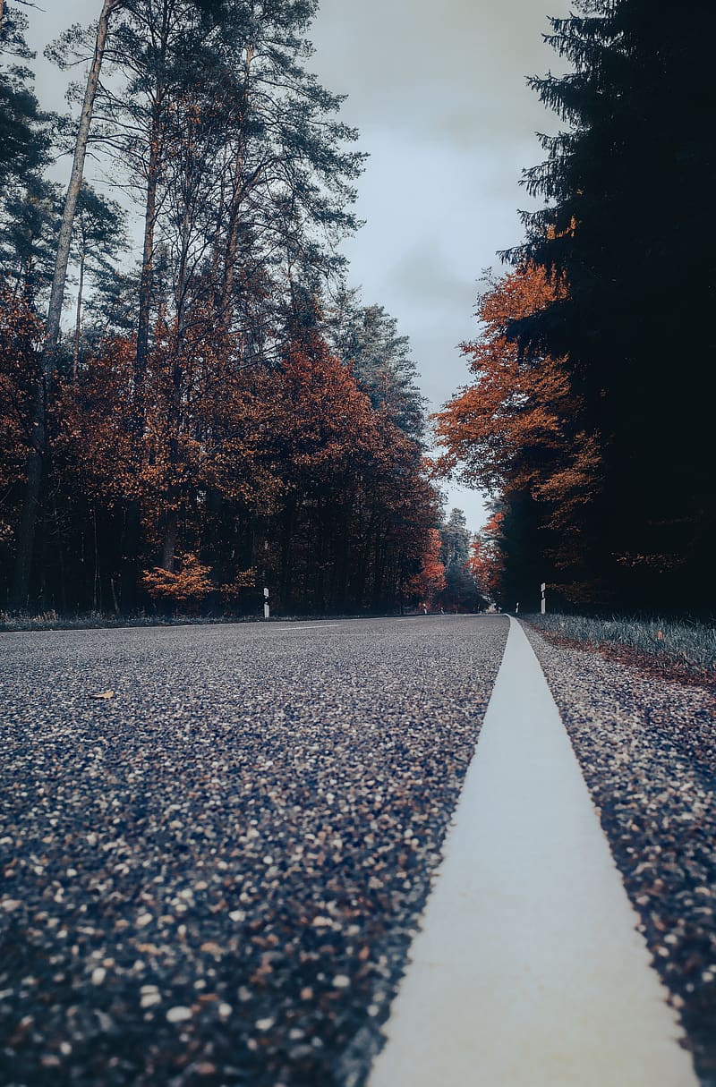 road, asphalt, forest, trees, sky, HD phone wallpaper