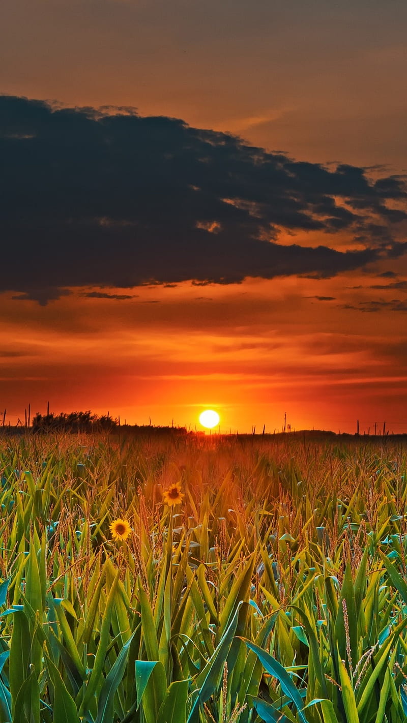 Sunset , crop, field, sunflower, sky, cloud, HD phone wallpaper