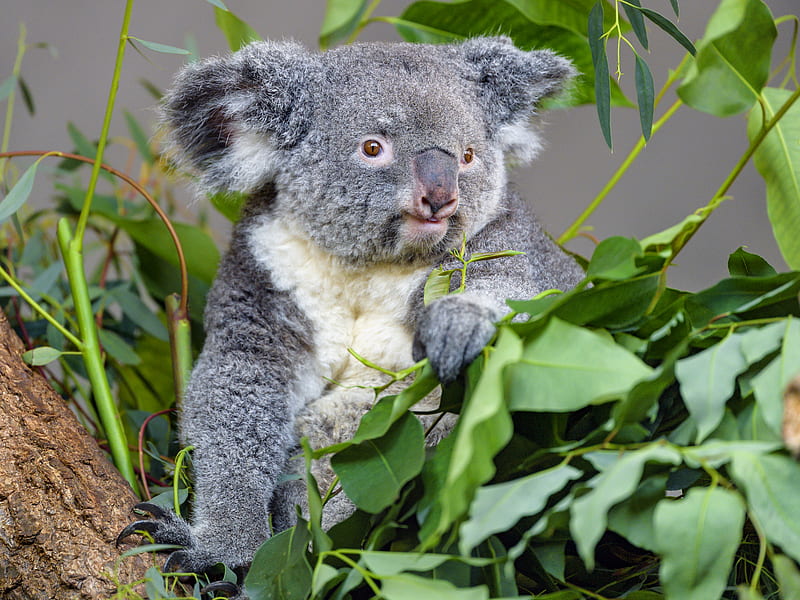 koala, animal, gray, eucalyptus, leaves, wildlife, HD wallpaper