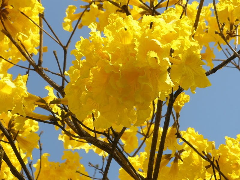 Spring blooming tree, fresh, yellow, spring, sky, sparkle, tree, flowers, new, sunshine, light, blue, HD wallpaper
