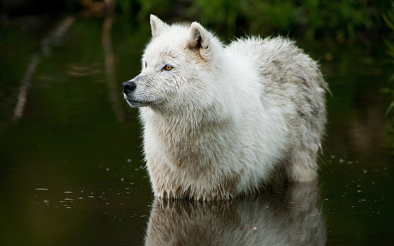 Wolf predator water-High Quality, HD wallpaper