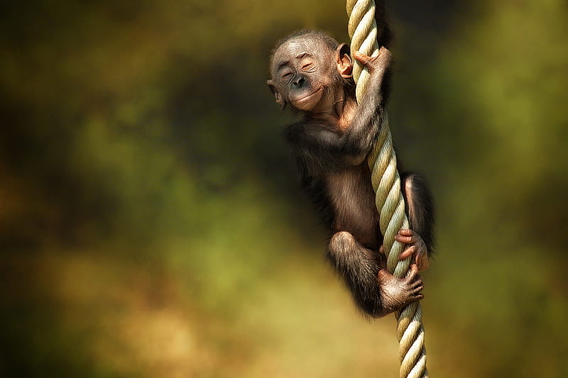 Swinging Good Time, wired, rope, happy, cute, monkey, swing, funny, pleased, sway, HD wallpaper