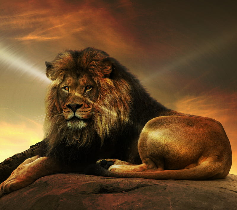 Lion, abstract, animal, art, background, king, nature, wild, HD wallpaper