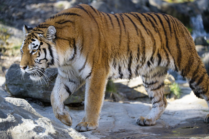 tiger, predator, big cat, glance, profile, HD wallpaper