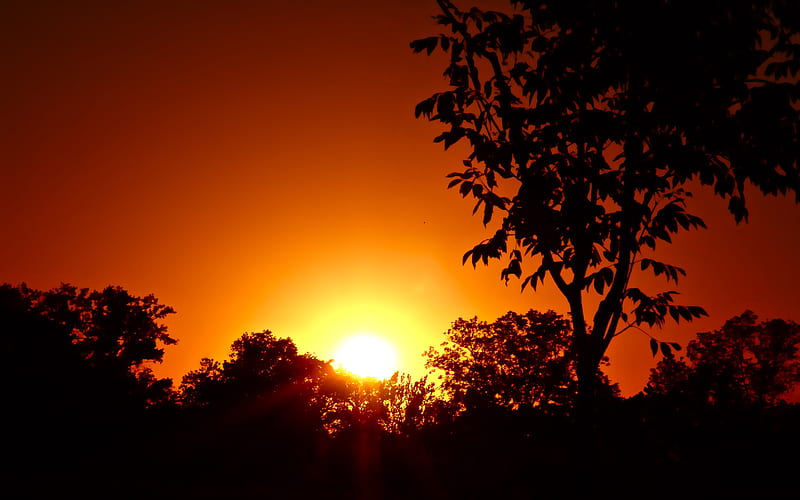 Dusk, red, sunsets, golden, colors, nature, bonito, trees, sky, HD ...