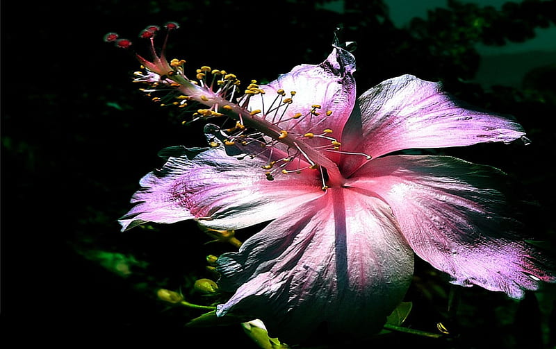 Gorgeous Hibiscus, flower, lovely, purple, hibiscus, HD wallpaper