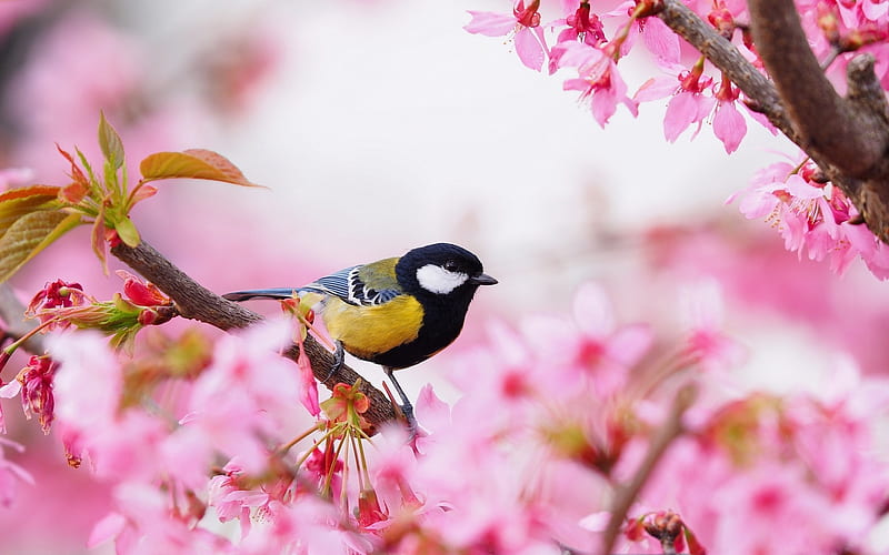 1920x1080px, 1080P free download | Titmouse Sits on Cherry Blossoms ...