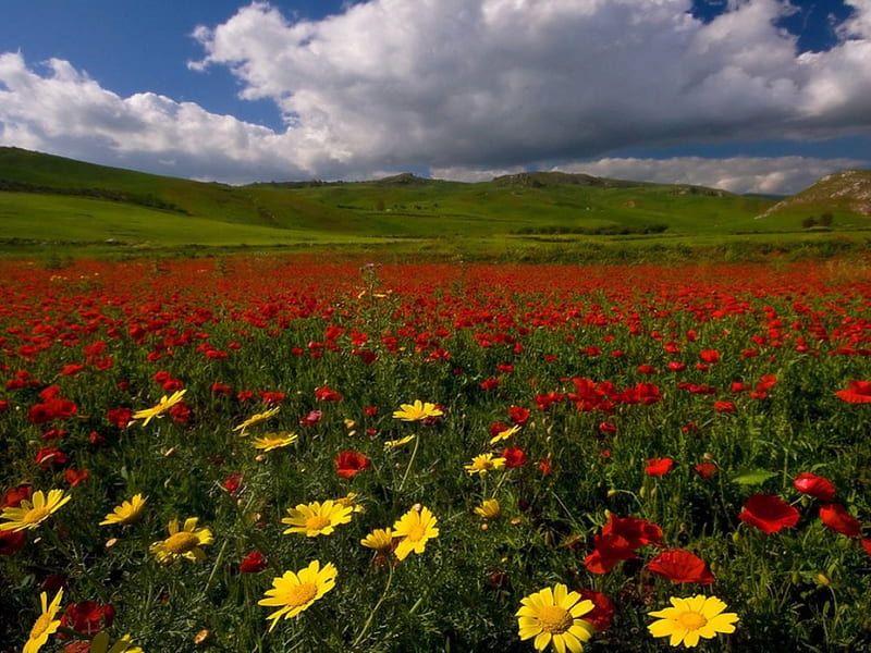 summer flower field, poppy, flower, yellow, meadow, HD wallpaper