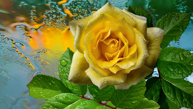 Yellow rose, Rose, Drops, Yellow, Flowers, HD wallpaper