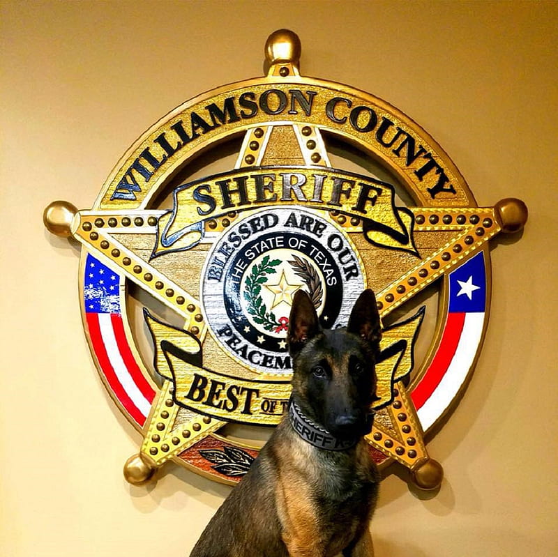 K9 Deputy, Williamson CO Texas, K9-Unit, Whose a good boy, K9, Sheriff, HD wallpaper
