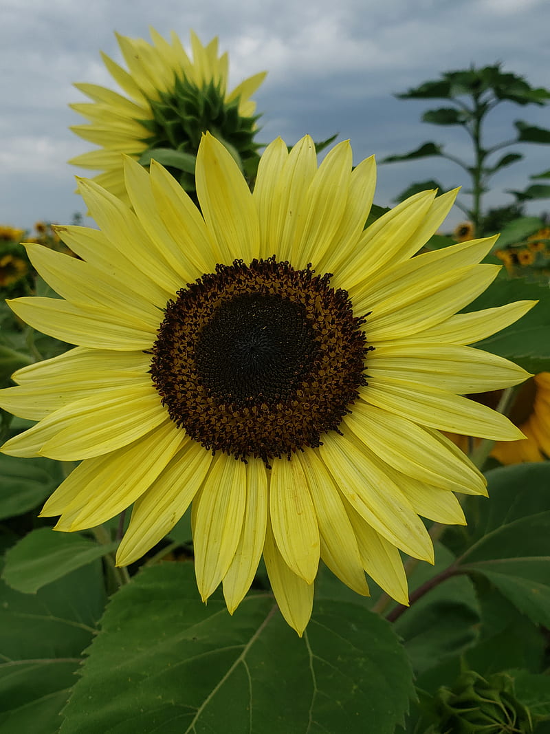 Girasol, naturaleza, amarillo, Fondo de pantalla de teléfono HD | Peakpx