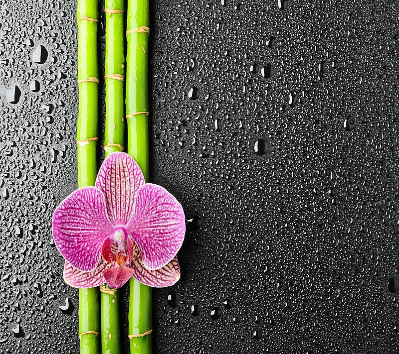 bonito, bamboo, orchid, HD wallpaper