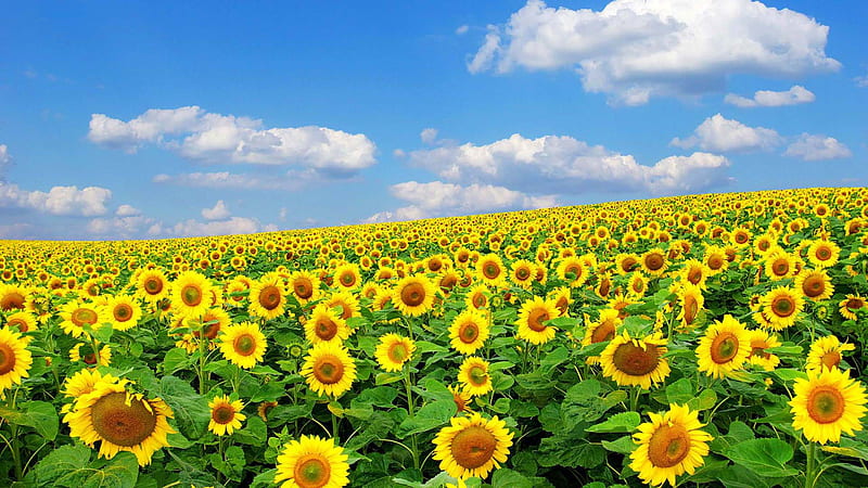 Sunflowers Field Green Leaves In White Clouds Blue Sky Background Sunflower, HD wallpaper