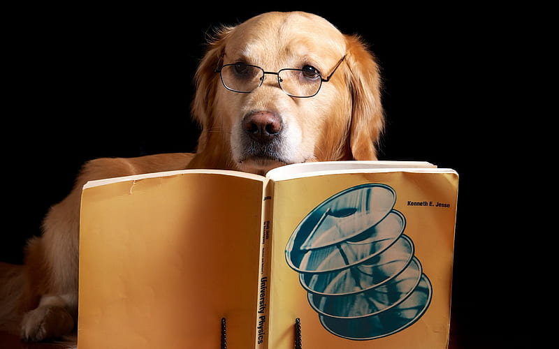 Smart, brown, glasses, book, black, animal, cute, reader, funny, dog, HD wallpaper