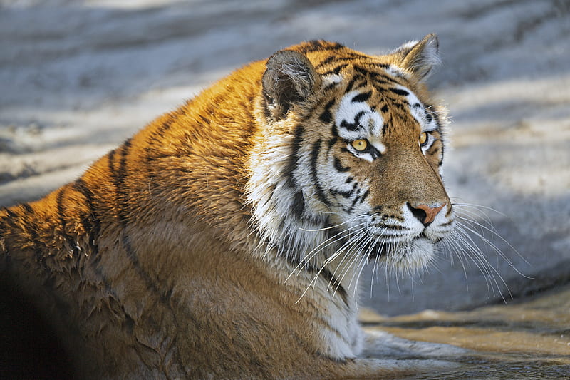 tiger, predator, glance, big cat, face, HD wallpaper