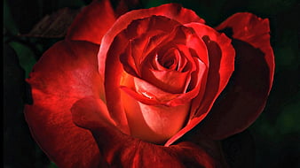 For You, with love, red roses, red, pretty, rose, bonito, sweet, red rose,  graphy, HD wallpaper | Peakpx