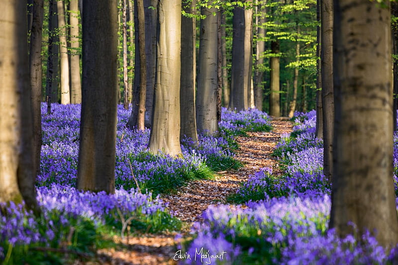 Spring, forest, woods, belgium, tree, green, purple, flower, edwin maajaart, HD wallpaper