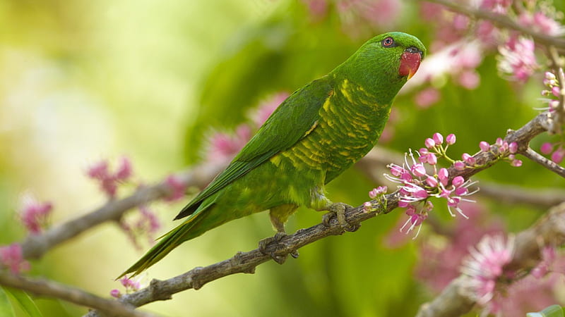 Parakeet on branch of flowering tree, green, birds, nature, parakeets, animals, HD wallpaper