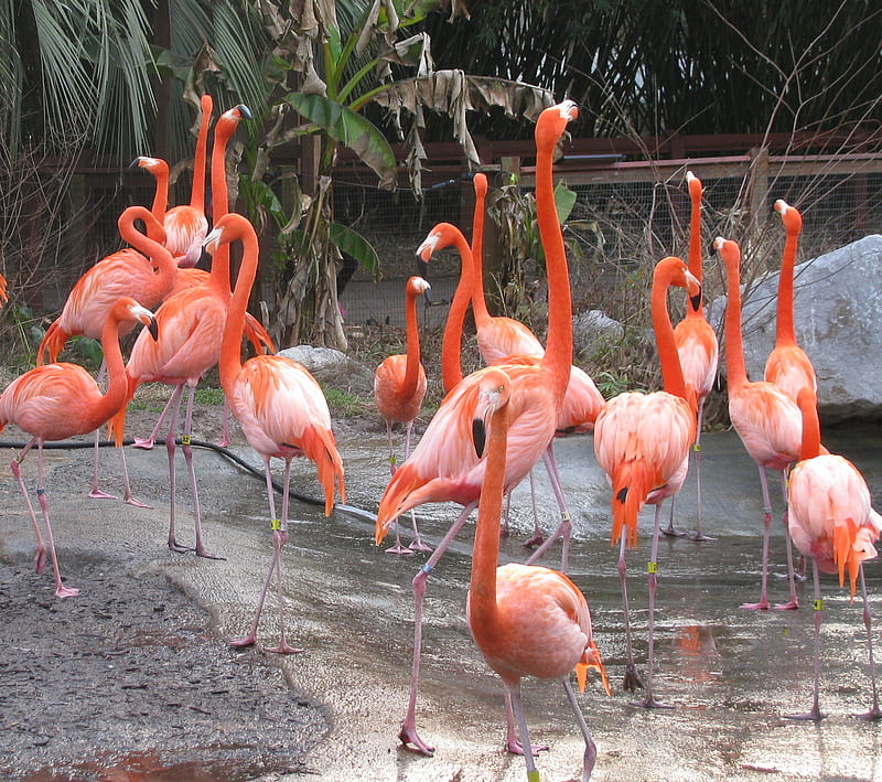 Flamingos, animals, zoo, HD wallpaper