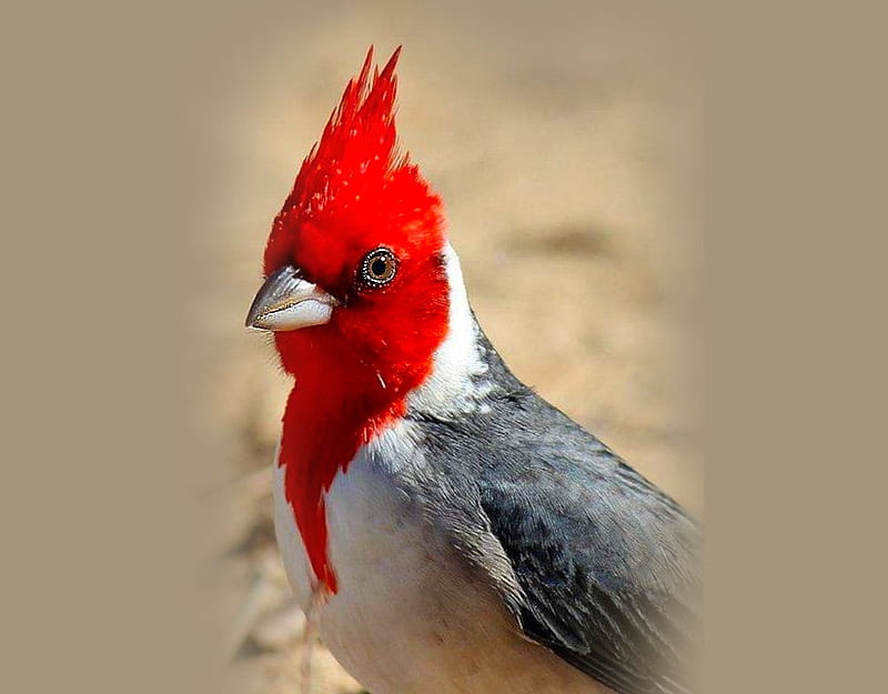 Red Crested Cardinal, Flickr, cardinal, album, all things red, HD wallpaper