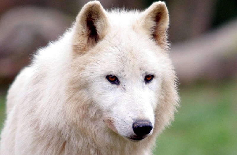 The Arctic Wolf, predator, canis lupus, nature, arctos, white, HD wallpaper