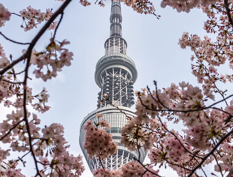view of white metal tower through cherry blossom tree, HD wallpaper
