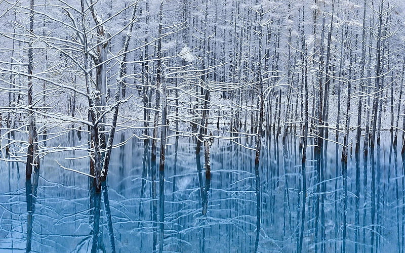 Hokkaido, forest, winter, lake, reflection, japan, HD wallpaper