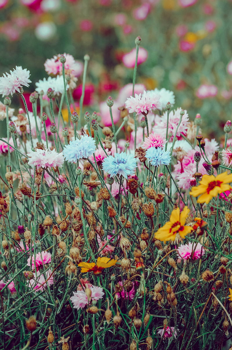 flowers, colorful, wild, field, nature, HD phone wallpaper