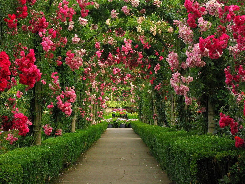 Path of Roses at Butchart Gardens, Canada, blossoms, hedges, vancouver island, park, HD wallpaper