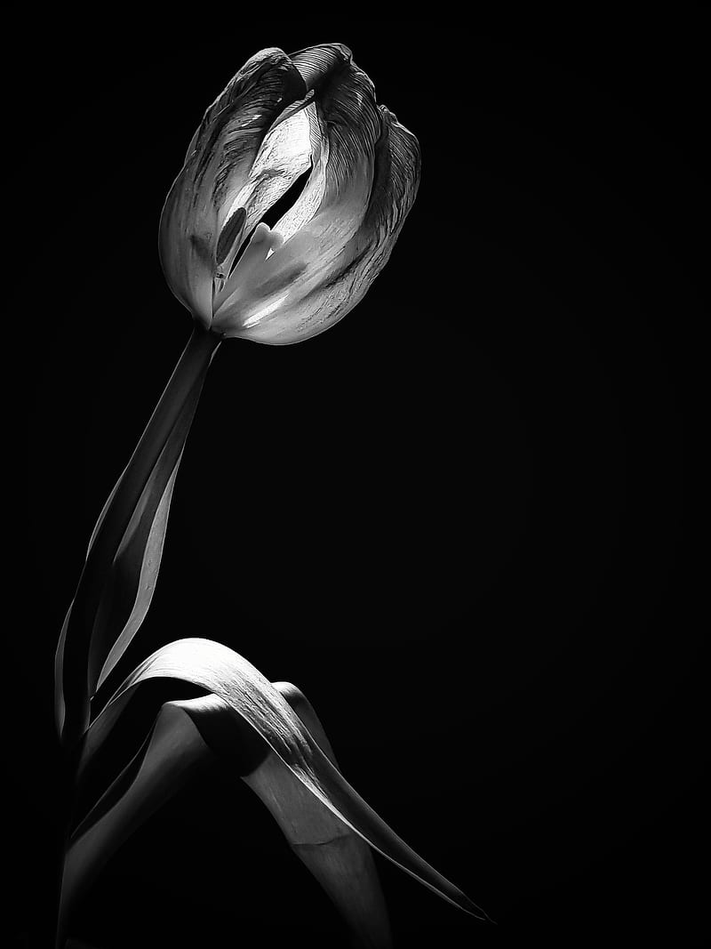 tulip, flower, black and white, black, HD phone wallpaper