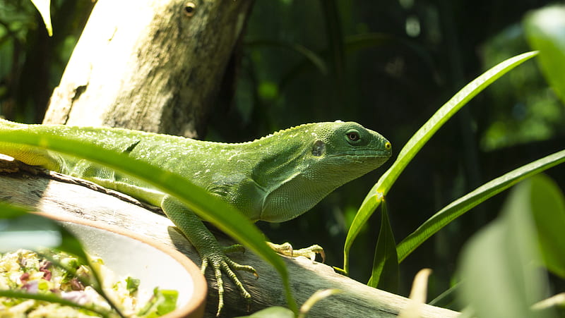 green chameleon on branch, HD wallpaper