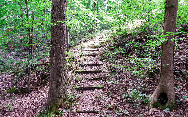 Hillside Steps, nature, stairway, woods, HD wallpaper
