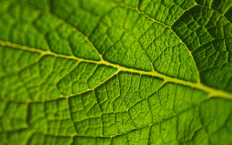 green leaf texture, macro, green leaf background, plant, ecology, leaf textures, green backgrounds, close-up, texture of leaf, HD wallpaper