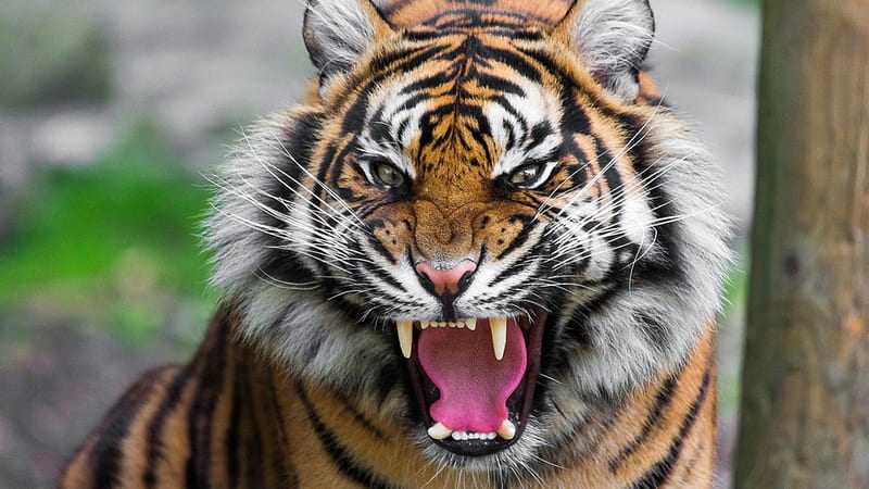 Tigers, Tigers mad, tjigers mascot, tigers s roaring, good pics of tiger, HD wallpaper