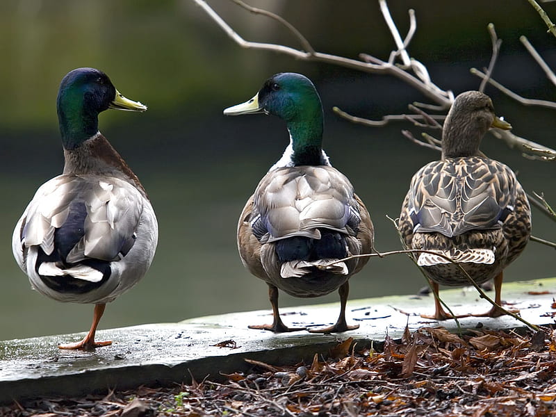 Two Ducks, Two Legs, One Duck, One Leg, ducks, cute, water, animals, HD  wallpaper | Peakpx