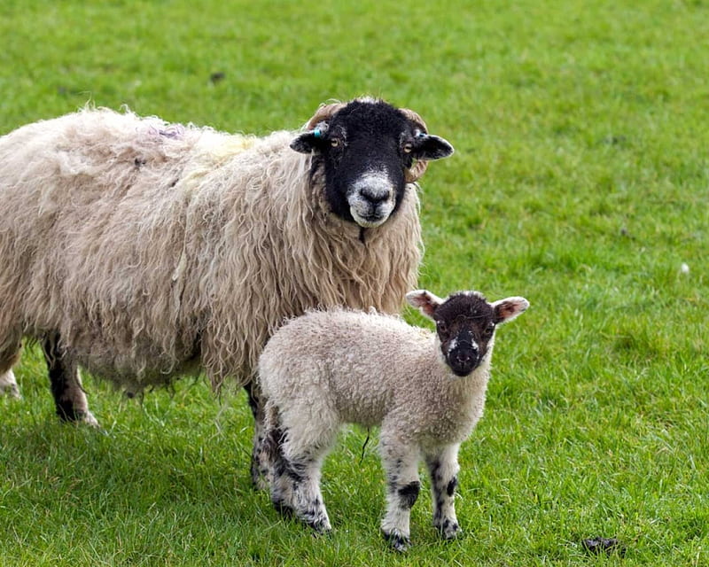 Mother and baby, sheep, grass, lamb, pasture, black faced, field, HD wallpaper