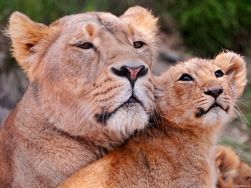 My Pride, nature, cats, animals, HD wallpaper My Pride, nature, cats, animals, HD wallpaper